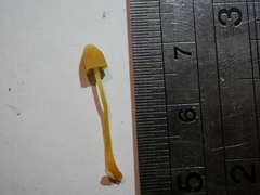 Galerina austrocalyptrata