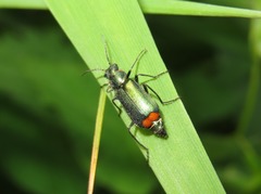 Malachius bipustulatus