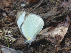 Itaballia demophile centralis