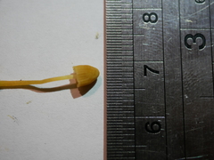 Galerina austrocalyptrata