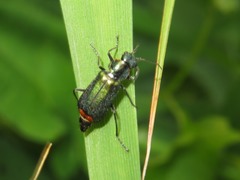 Malachius bipustulatus