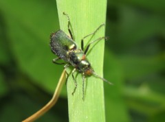 Malachius bipustulatus