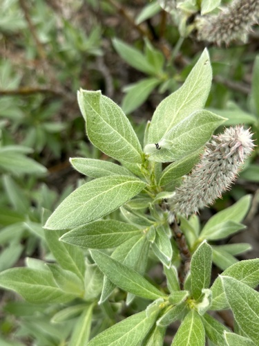 Image of Salix barrattiana by no rights reserved