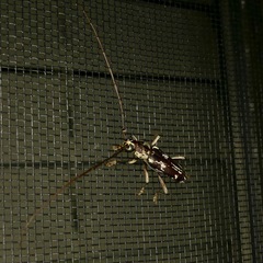 Elaphidion irroratum