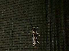 Elaphidion irroratum