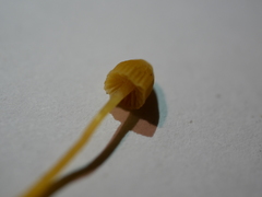 Galerina austrocalyptrata