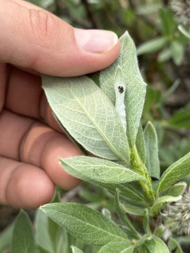 Image of Salix barrattiana by no rights reserved