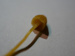 Galerina austrocalyptrata