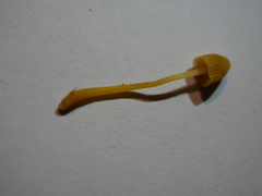 Galerina austrocalyptrata