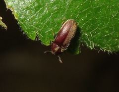 Trixagus dermestoides