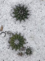 Discocactus