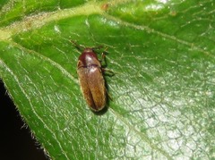 Trixagus dermestoides