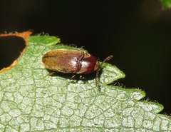Trixagus dermestoides
