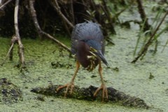 Butorides virescens image