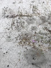Philcoxia rhizomatosa