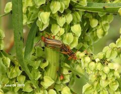 Cantharis soeulensis