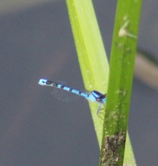 Enallagma laterale