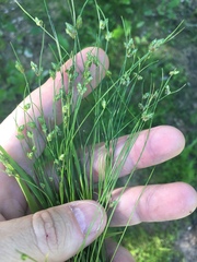 Isolepis carinata