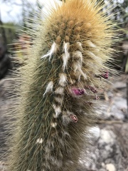 Micranthocereus auriazureus