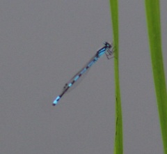 Enallagma laterale