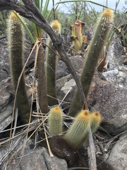Micranthocereus auriazureus