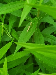 Tenodera sinensis