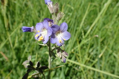 Polemonium occidentale