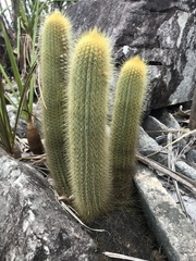 Micranthocereus auriazureus