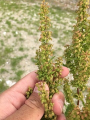 Rumex longifolius