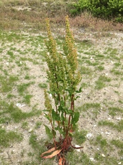 Rumex longifolius