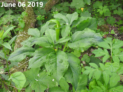 Arisaema amurense