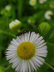 Agrilaxia flavimana
