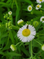 Agrilaxia flavimana