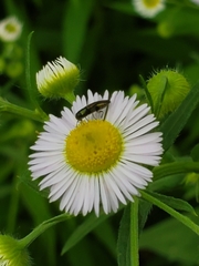 Agrilaxia flavimana