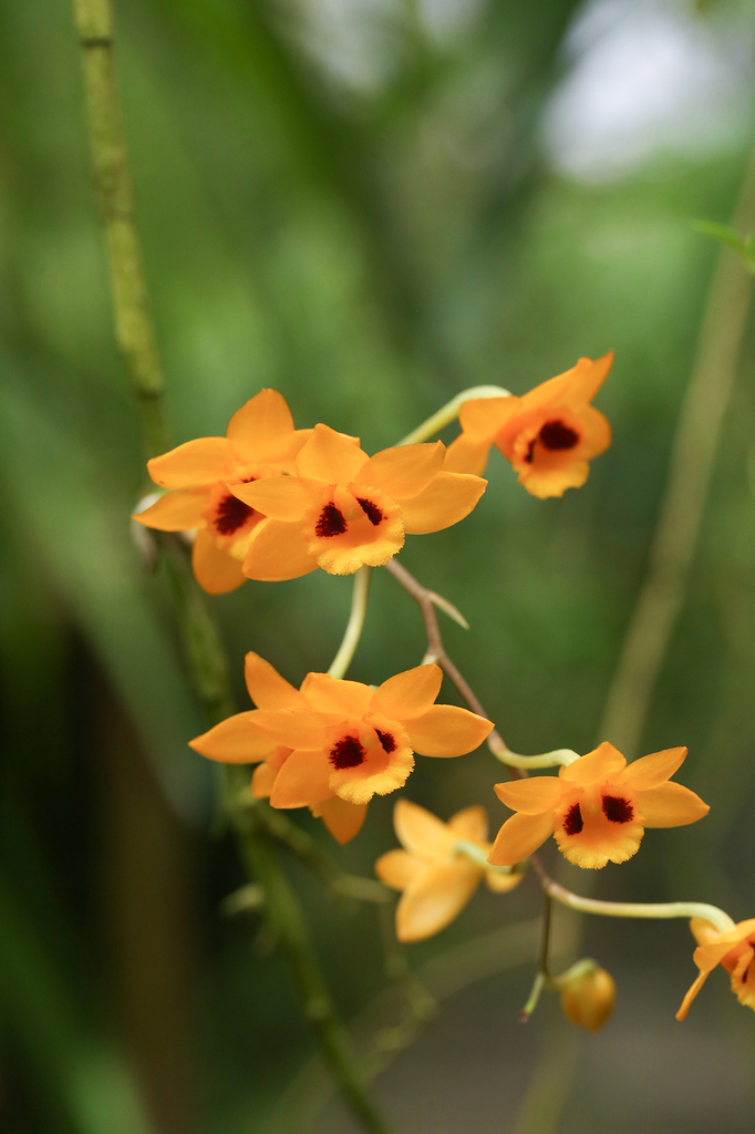 Dendrobium gibsonii Paxton 2