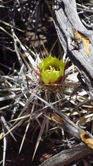 Corynopuntia invicta
