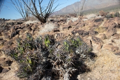 Corynopuntia invicta