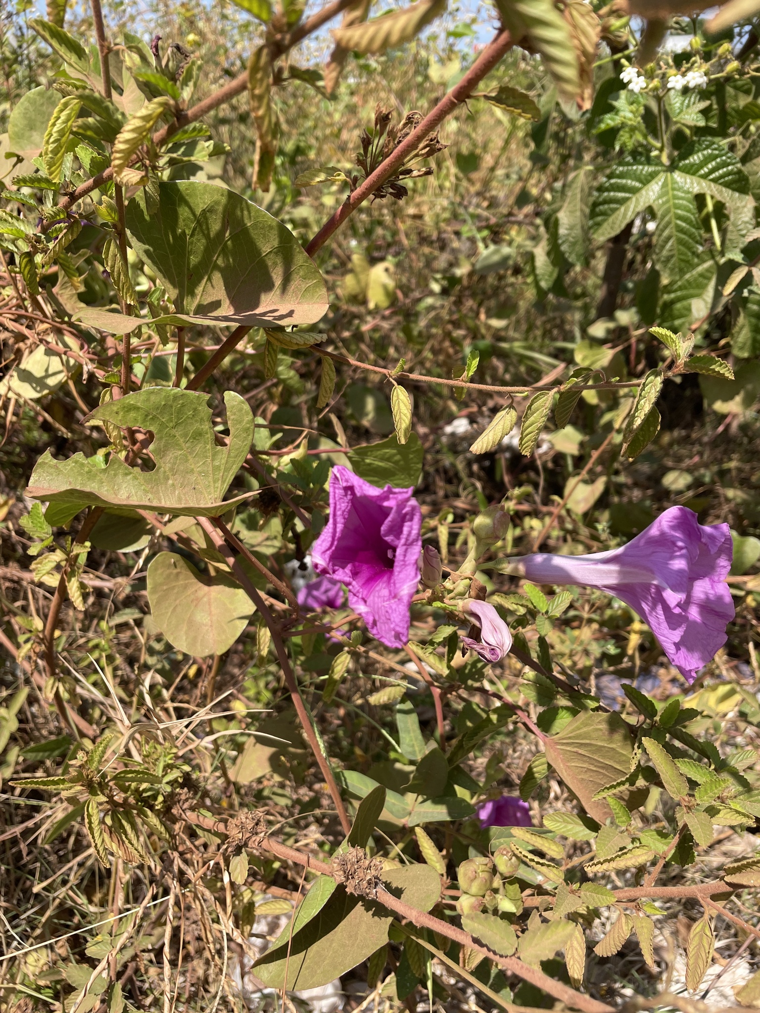 Ipomoea asarifolia