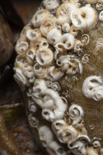 Spirorbis tridentatus