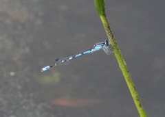 Enallagma laterale