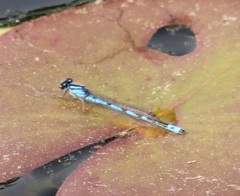 Enallagma laterale