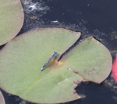 Enallagma laterale