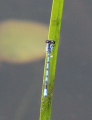 Enallagma laterale