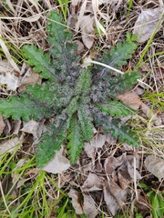 Cirsium drummondii