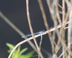 Enallagma laterale