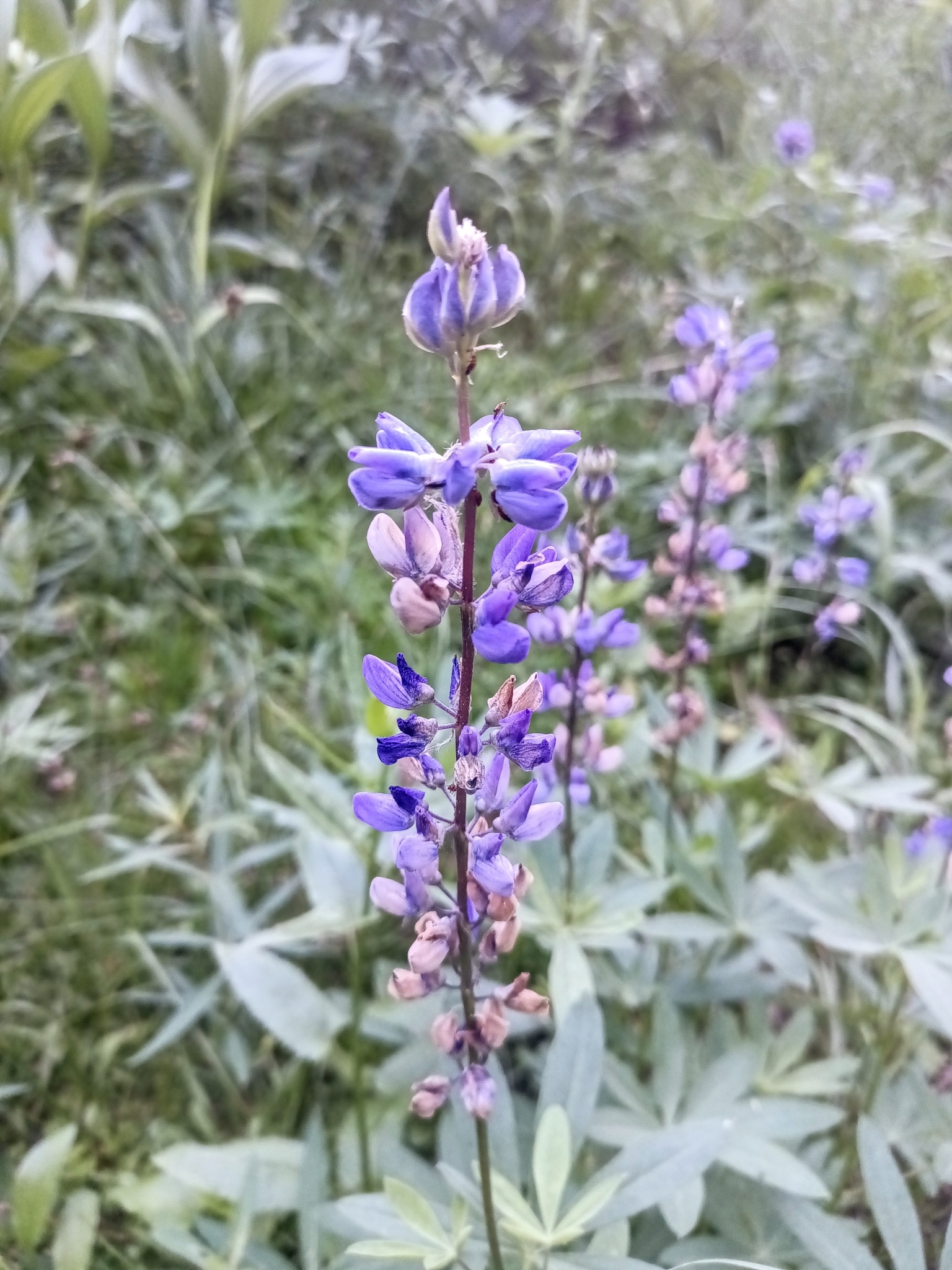 Lupinus latifolius, a broad leaf lupine with showy bright purple flowers