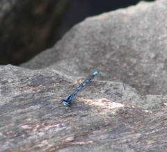 Enallagma laterale
