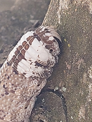 Acherontia atropos