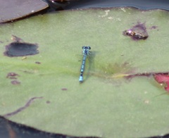 Enallagma laterale