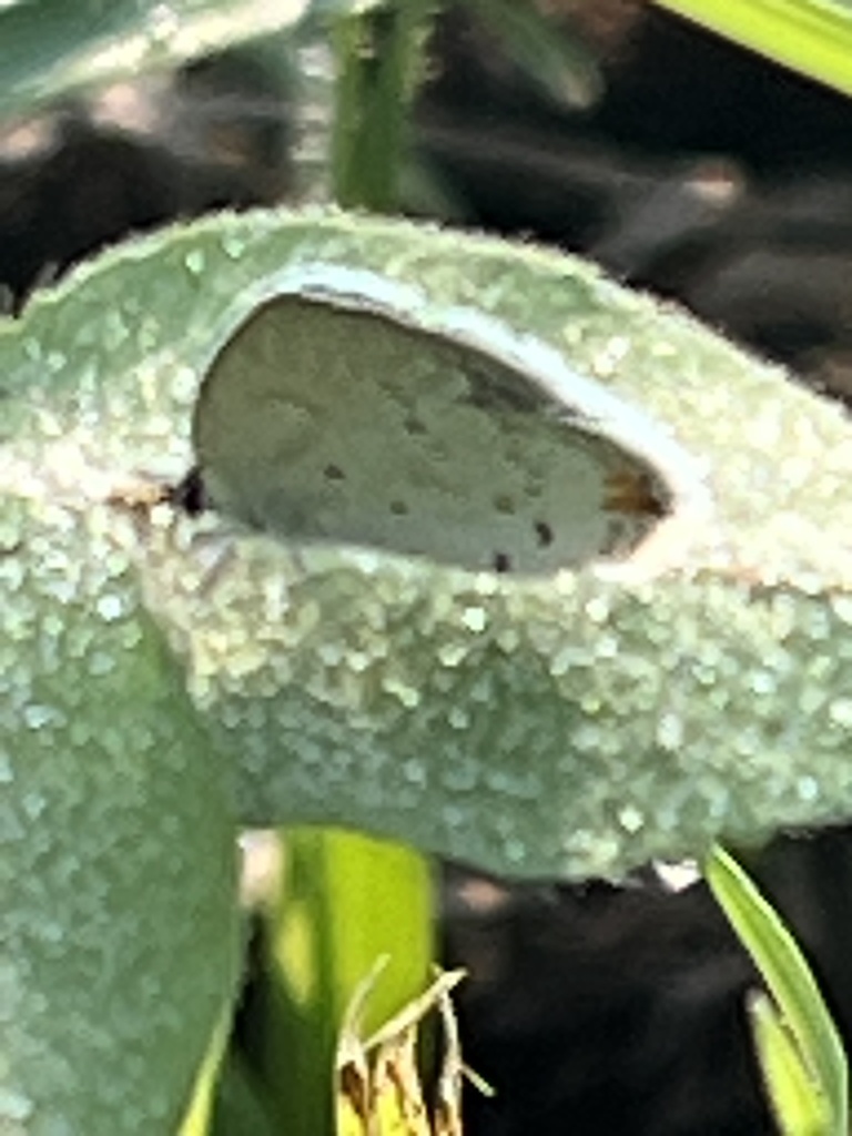 Eastern Tailed-Blue from 100th St, Blanchard, IA, US on July 24, 2024 ...